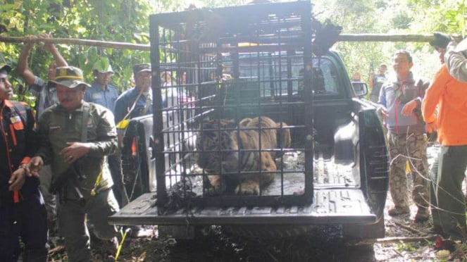 Harimau yang Ditangkap di Sumbar Dinamai Sopi Rantang