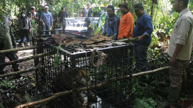 Seekor anak harimau yang ditangkap petugas BKSDA di Kabupaten Agam, Sumatra Barat, akhirnya dievakuasi dari hutan pada Selasa, 17 April 2018.