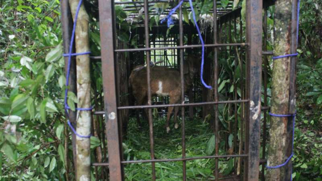 Kambing untuk menjebak harimau di Kabupaten Agam, Sumatera Barat.