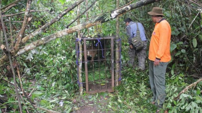 Petugas BKSDA Sumatra Barat memasang kotak perangkap untuk menangkap dua ekor harimau yang masih berkeliaran di Palupuah, Kabupaten Agam, pada Kamis, 19 April 2018.