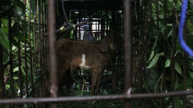 Kambing untuk menjebak harimau di Kabupaten Agam, Sumatera Barat.