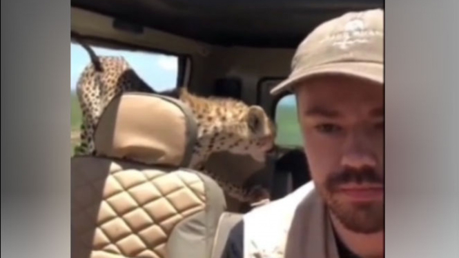 Cheetah masuk ke dalam mobil.