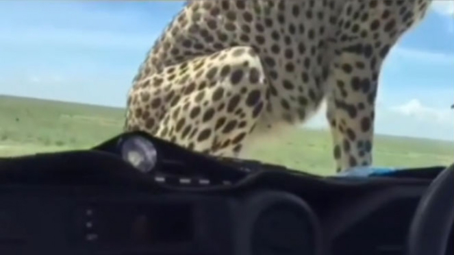 Cheetah masuk ke dalam mobil.