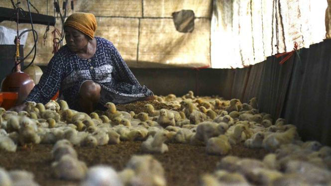 Peternak ayam di Kabupaten Garut, Jawa Barat