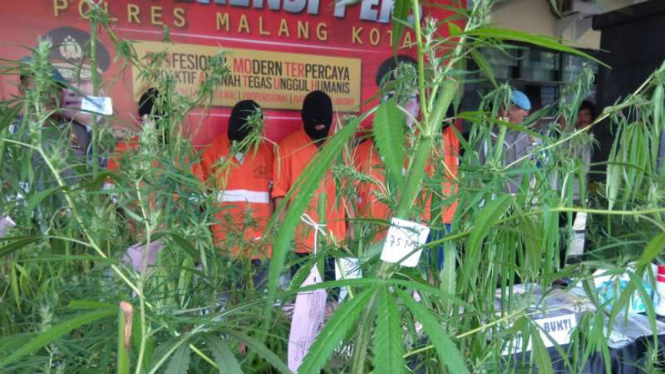 Tersangka penanam ganja di Malang, Jawa Timur.