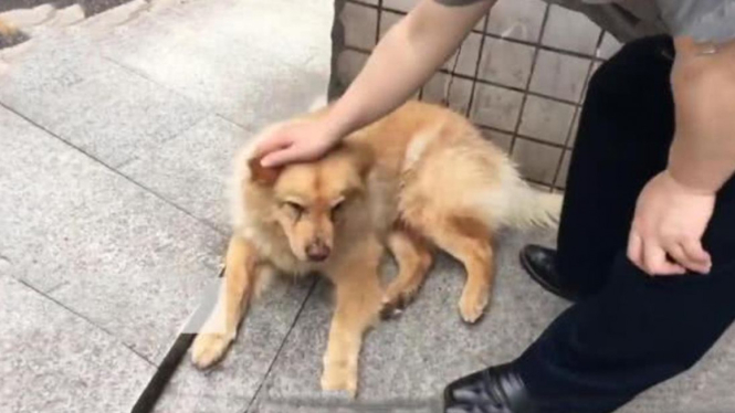 Xiongxiong, anjing di China yang setia tunggu majikannya