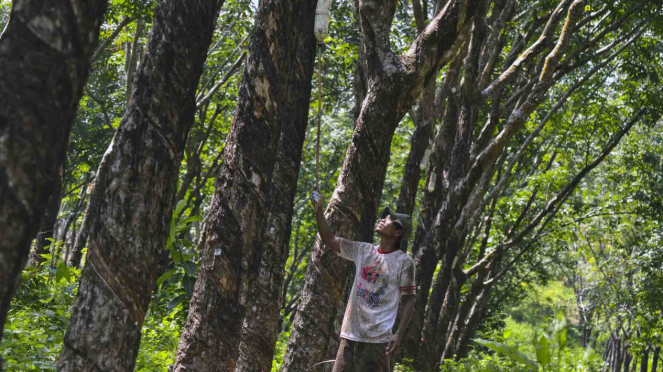 Petani menyadap getah pohon karet di kawasan PTPN VIII Miramareu, Cibalong, Kabupaten Garut