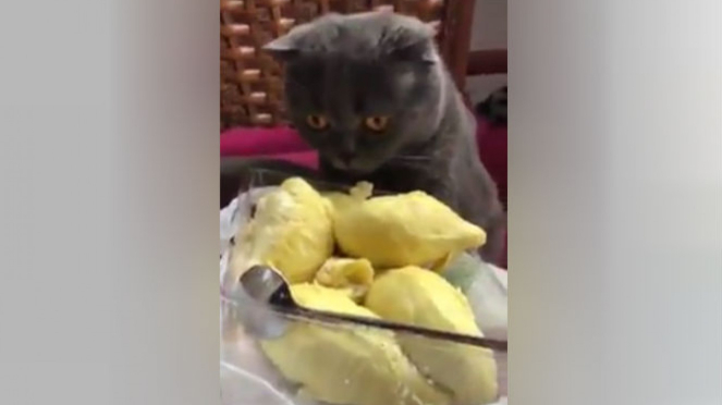 Kucing pingsan cium aroma durian.