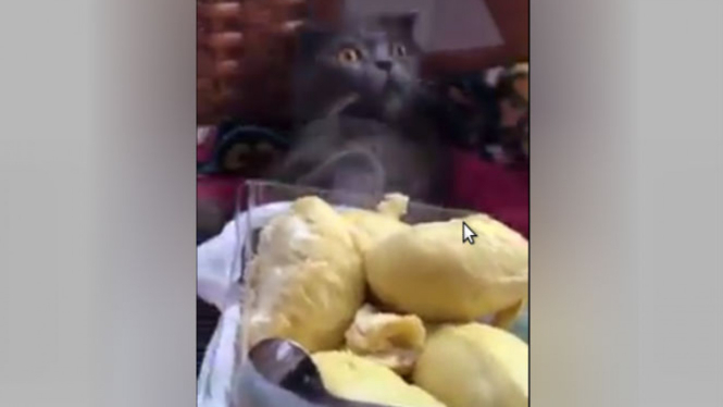 Kucing pingsan cium aroma durian.