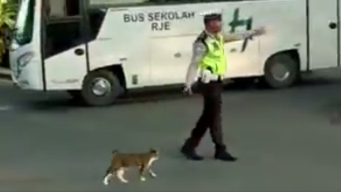 Polantas menyeberangkan seekor kucing