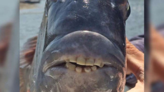 Penampakan Ikan Bergigi Manusia Jadi Viral
