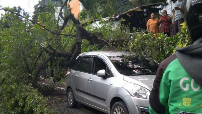 Pohon tumbang di Jalan Margonda Raya, Depok, Jawa Barat, Selasa, 22 Mei 2018