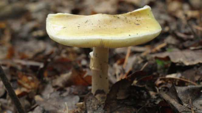 Belum diketahui jenis jamur liar yang menyebabkan ratusan warga di Iran keracunan. Yang jelas jamur liar beracun banyak ditemukan di kawasan Iran barat. - Getty Images