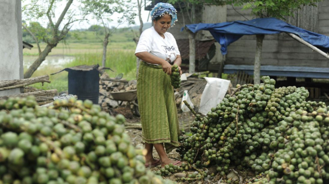 Warga Desa Lam Aling, Leila memisahkan buah aren dari dahannya