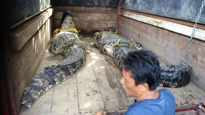 Buaya milik Fredy dievakuasi petugas BKSDA Jawa Barat.