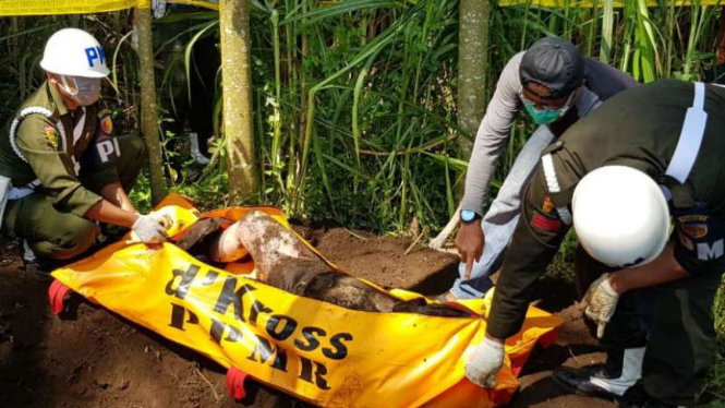 Polisi dibantu aparat TNI menggali sebuah gundukan tanah yang belakang diketahui adalah kuburan seorang pria korban pembunuhan di Kabupaten Malang, Jawa Timur.