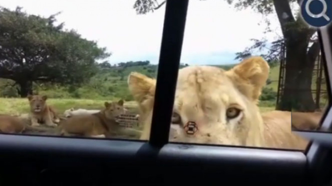 Singa buka pintu mobil.