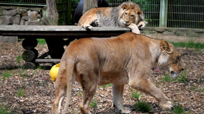 Singa bernama Malor (belakang) dand Lira (depan) di KB Eifel tahun 2016 namun tidak diketahui apakah keduanya termasuk yang lepas dari kandang. - AFP