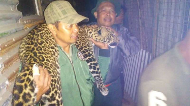 Petugas BKSDA Jabar mengevakuasi macan Gunung Tilu.