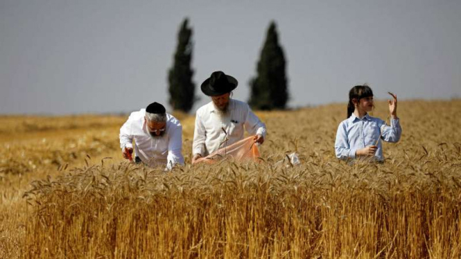 Ilustrasi komunitas ultra ortodoks Israel di Magen, Israel
