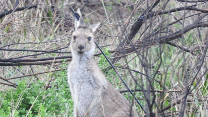 Kanguru dengan anak panah tertancap dan menembus bagian kepalanya di Taman Nasional Canunda, Australia Selatan (SA).