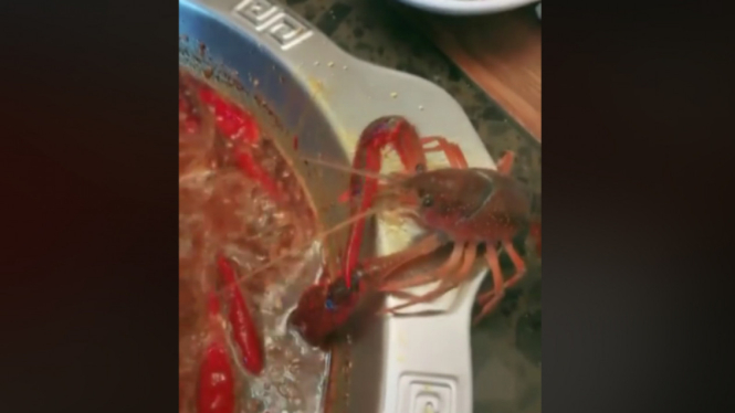 Lobster menyelamatkan diri saat dimasak.