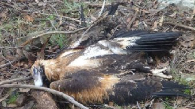 Muncul keprihatinan para petani sengaja mentargetkan elang ekor baji, seperti salah satu burung ini yang mati di Limestone.