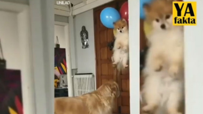 Anjing terbang akibat terlilit balon.