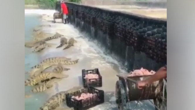 Kasih makan buaya di penangkaran.