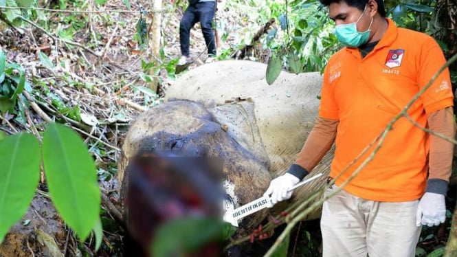 Semasa hidupnya, Bunta banyak membantu BKSDA Aceh menggiring gajah luar yang berkonflik di berbagai tempat. - AFP/Getty Images/Al Mahdi