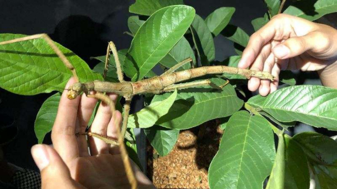 stick insect