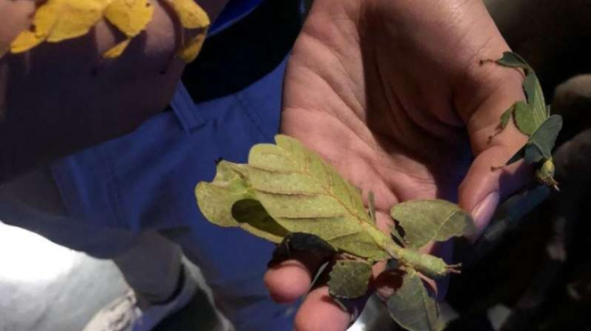 leaf insect 
