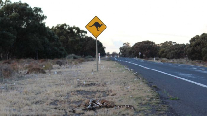 Musim kemarau berkepanjangan menyebabkan semakin banyak kanguru berkeliaran ke pinggir jalan raya di pedalaman Australia untuk mencari makan.