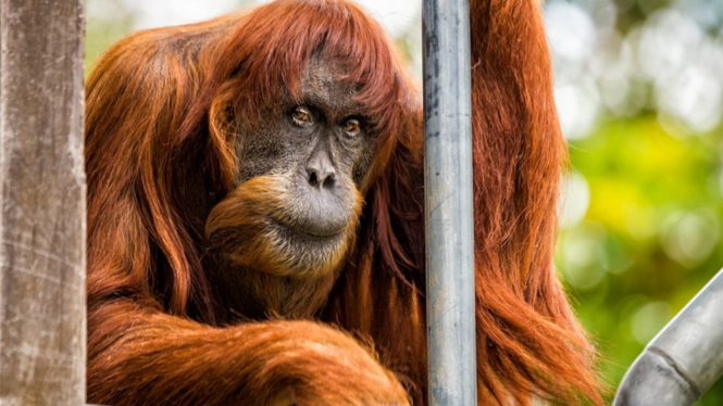 Puan, Orangutan Sumatra Tertua Mati di Australia