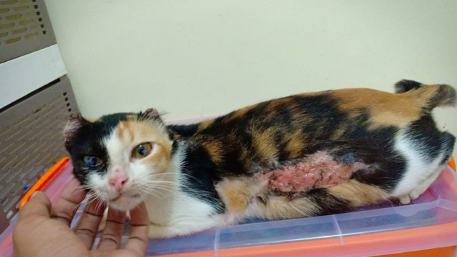 Kucing ini telah disiksa selama tiga bulan, menurut keterangan petugas keamanan di Cibinong. - Cat Lovers in the World