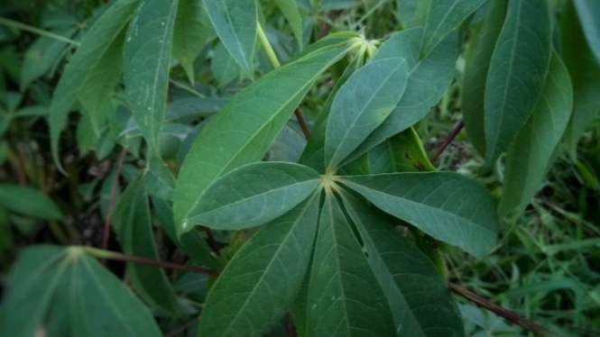  Daun Randu  Terapi Terbaru Sembuhkan Asma