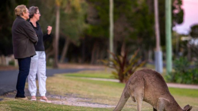 Kanguru dan warga di kawasan pinggir pantai hidup harmonis.