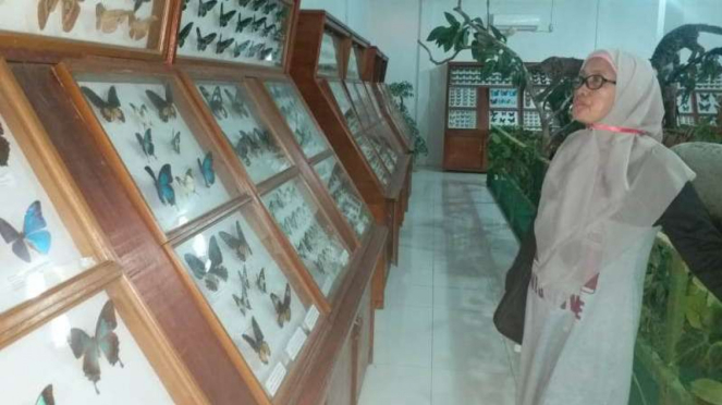 Ratusan Endemik Kupu-Kupu Dipamerkan di Museum Zoologi Sawahlunto