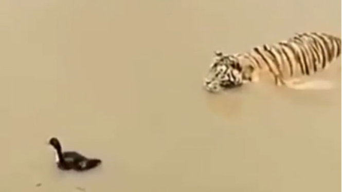 Viral Seekor Bebek Sukses Kelabui Harimau Yang Akan Memangsanya