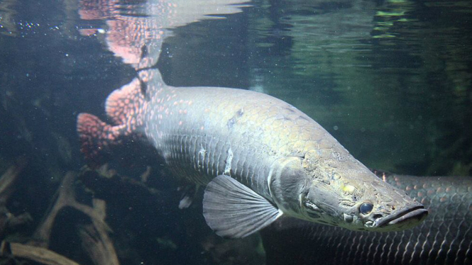 Ikan Arapaima gigas yang dianggap berbahaya bagi ekosistem lokal.