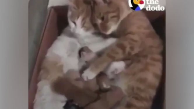 Video Keluarga Kucing Bermesraan Ini Sukses Bikin Warganet Baper