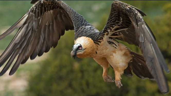 10 Burung Paling Berbahaya Di Dunia Viva