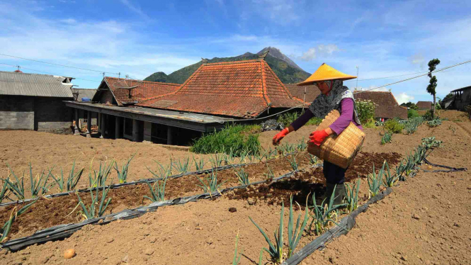 Petani menaburkan pupuk organik dari kotoran sapi di lahan pertanian miliknya di lereng Gunung Merbabu, Selo, Boyolali, Jawa Tengah
