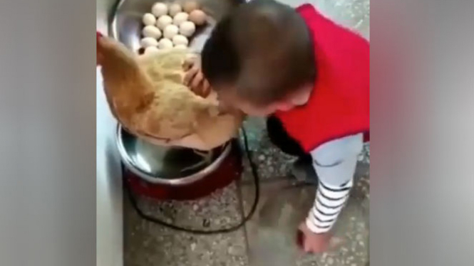 Anak kecil memasukkan ayam hidup ke dalam panci.