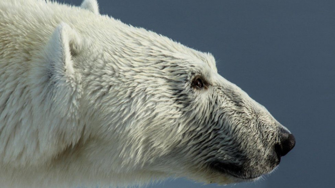 Serangan beruang kutub terhadap manusia di Nunavut dilaporkan jarang terjadi. - BBC