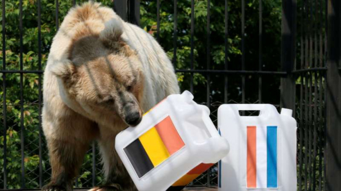 Pamir si beruang, prediksi duel Belgia vs Prancis.