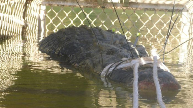 Buaya air asin ini beratnya hampir mencapai 600 kg.