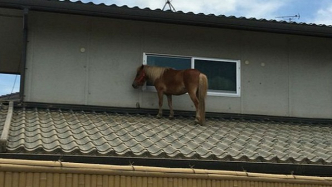 Bagaimana Bisa Kuda Poni Di Ada Atap Rumah Begini Asal Usulnya