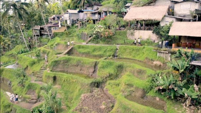 Pemandangan sawah di Bali dilihat dari atas direkam dengan menggunakan drone.