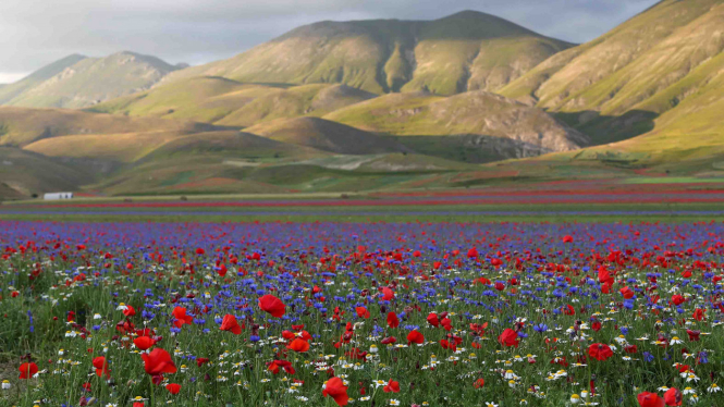 Ladang bunga Castelluccio